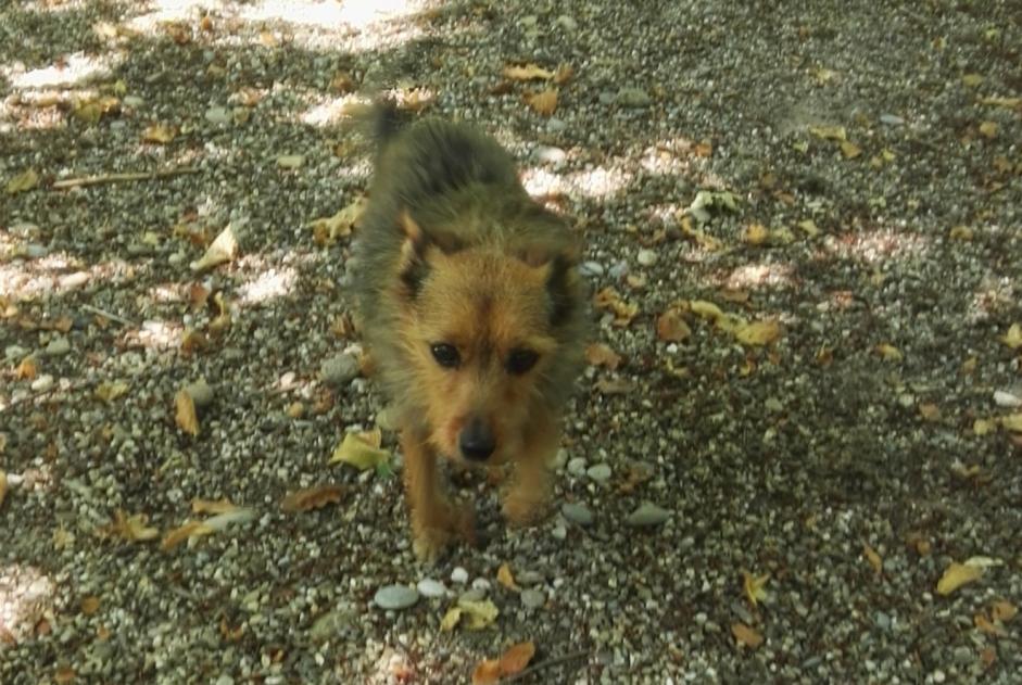 Vermisstmeldung Hund rassenmischung Weiblich , 17 jahre Kunheim Frankreich