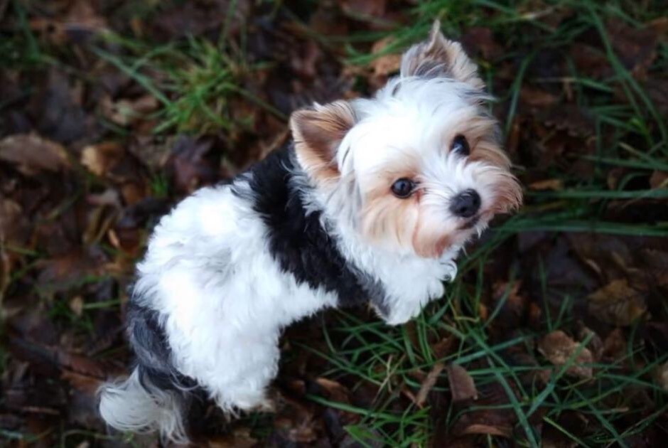 Vermisstmeldung Hund  Weiblich , 10 jahre Valleiry Frankreich