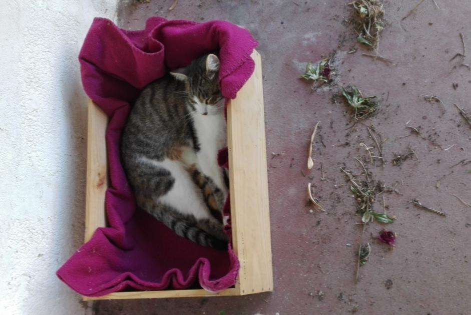 Vermisstmeldung Katze  Männliche , 8 jahre Vertou Frankreich