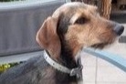 Vermisstmeldung Hund rassenmischung Weiblich , 6 jahre Stotzheim Frankreich