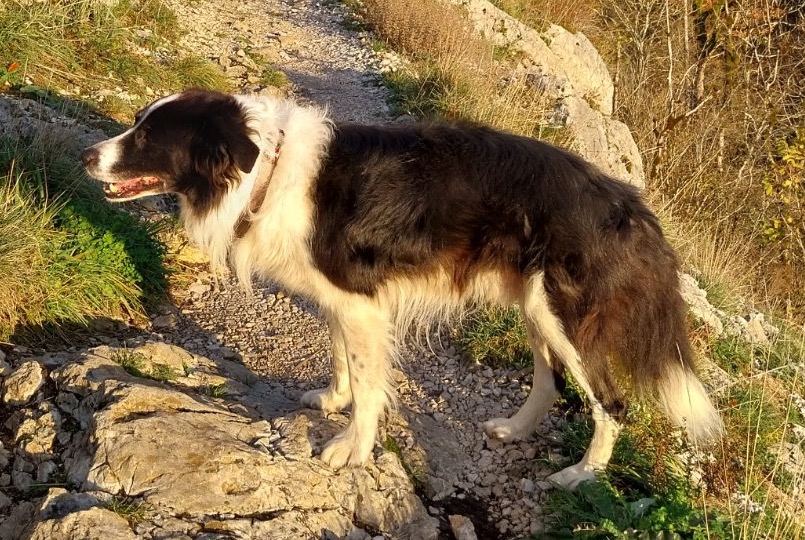 Vermisstmeldung Hund  Männliche , 13 jahre Nanchez Frankreich