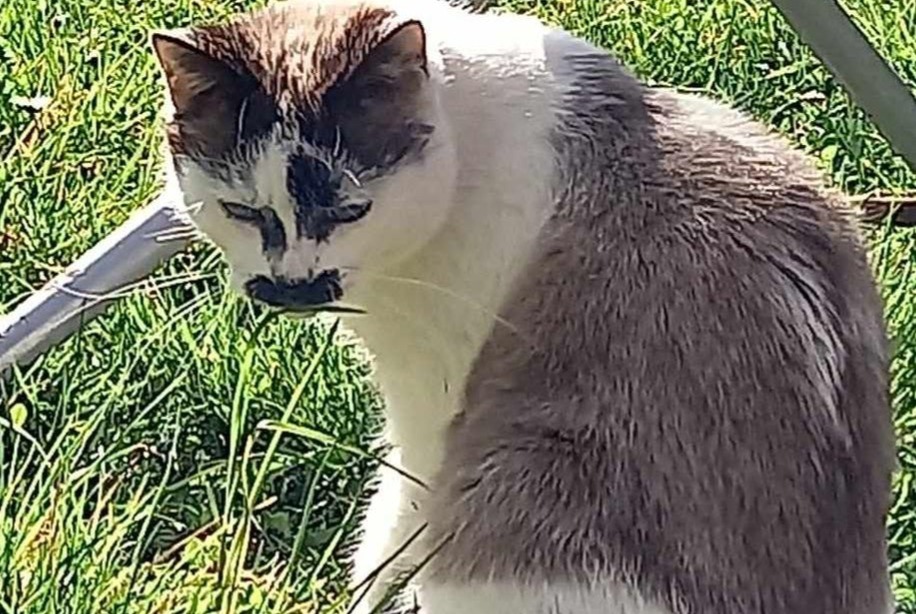Vermisstmeldung Katze rassenmischung Weiblich , 30 jahre Oullins-Pierre-Bénite Frankreich