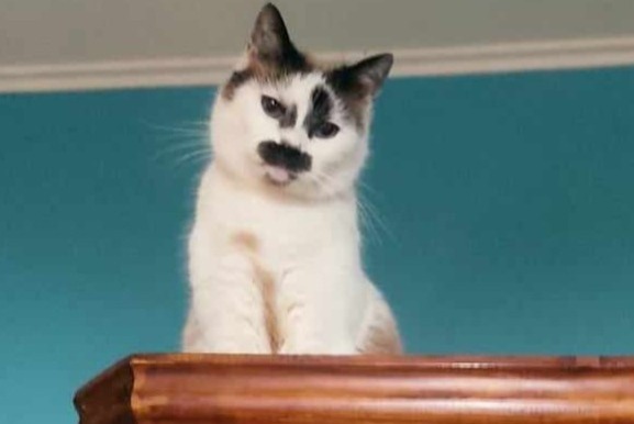 Vermisstmeldung Katze rassenmischung Weiblich , 30 jahre Oullins-Pierre-Bénite Frankreich