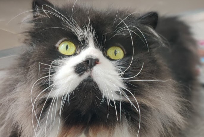 Vermisstmeldung Katze  Männliche , 10 jahre Bombon Frankreich