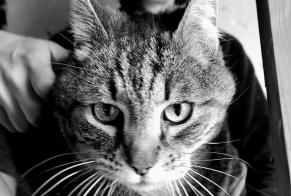 Vermisstmeldung Katze Männliche , 8 jahre Crac'h Frankreich