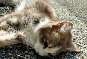 Fundmeldung Katze Unbekannt Mesnil-en-Ouche Frankreich