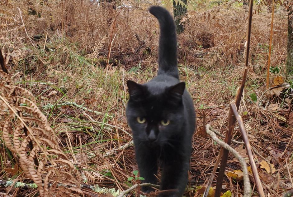 Vermisstmeldung Katze  Männliche , 6 jahre Morlaas Frankreich