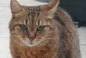 Fundmeldung Katze  Weiblich Taissy Frankreich