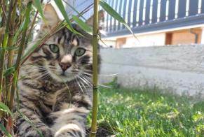 Vermisstmeldung Katze Männliche , 4 jahre La Freissinouse Frankreich