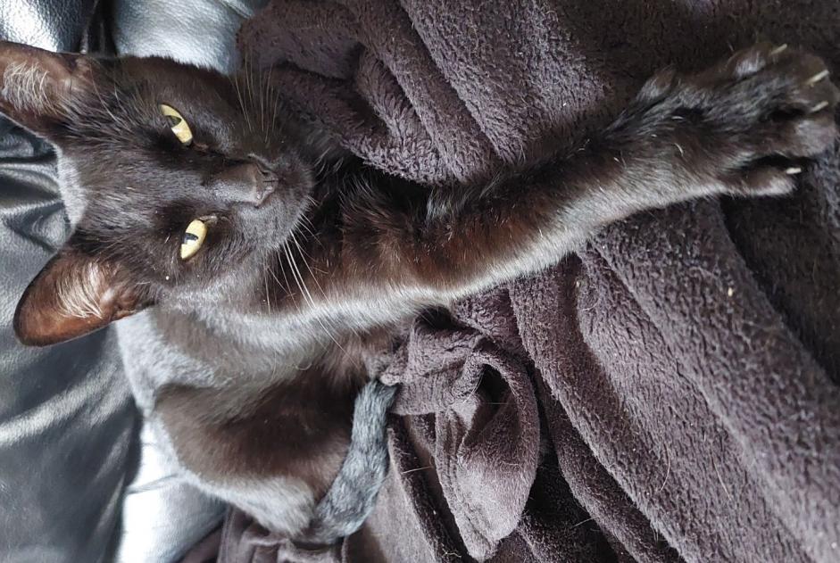 Vermisstmeldung Katze Weiblich , 9 jahre Mauguio Frankreich