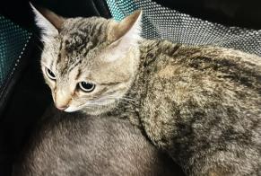 Vermisstmeldung Katze Weiblich , 4 jahre Angers Frankreich