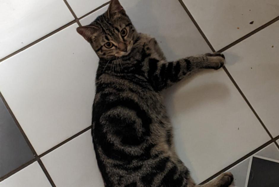 Vermisstmeldung Katze  Weiblich , 1 jahre Nantes Frankreich