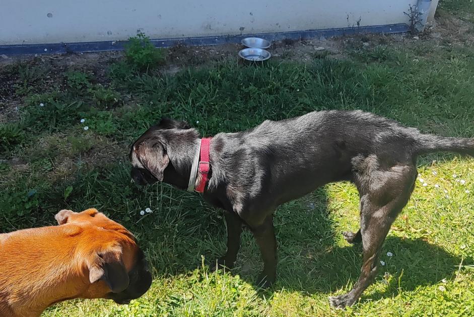 Fundmeldung Hund  Weiblich , 5 Jahre Artiguelouve Frankreich