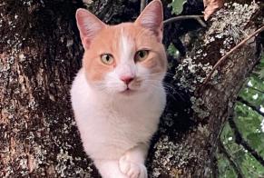 Vermisstmeldung Katze  Männliche , 2 jahre Vergt Frankreich