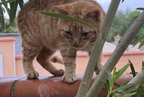 Fundmeldung Katze Männliche Vic-en-Bigorre Frankreich