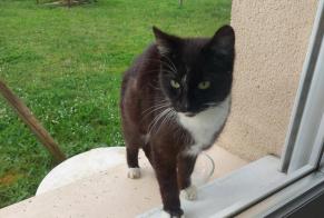 Fundmeldung Katze Unbekannt Saint-Jean-du-Bois Frankreich
