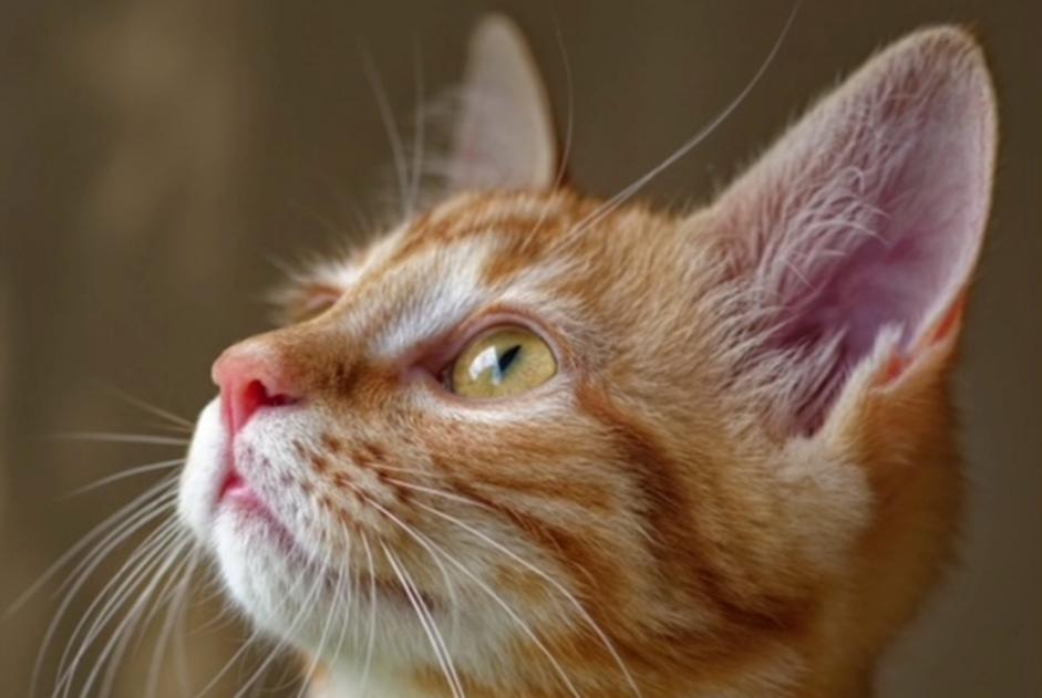 Vermisstmeldung Katze Weiblich , 1 jahre Saint-Forget Frankreich