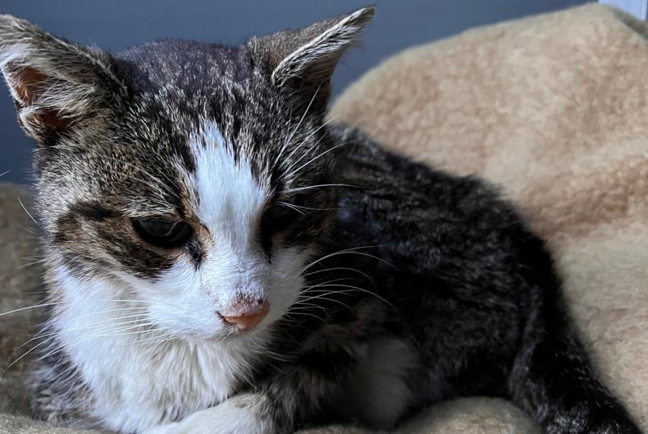 Fundmeldung Katze Weiblich , 7 Jahre Igney Frankreich
