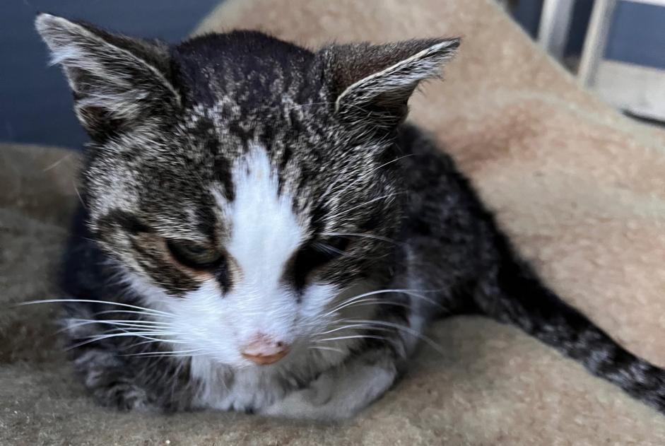 Fundmeldung Katze Weiblich , 7 Jahre Igney Frankreich