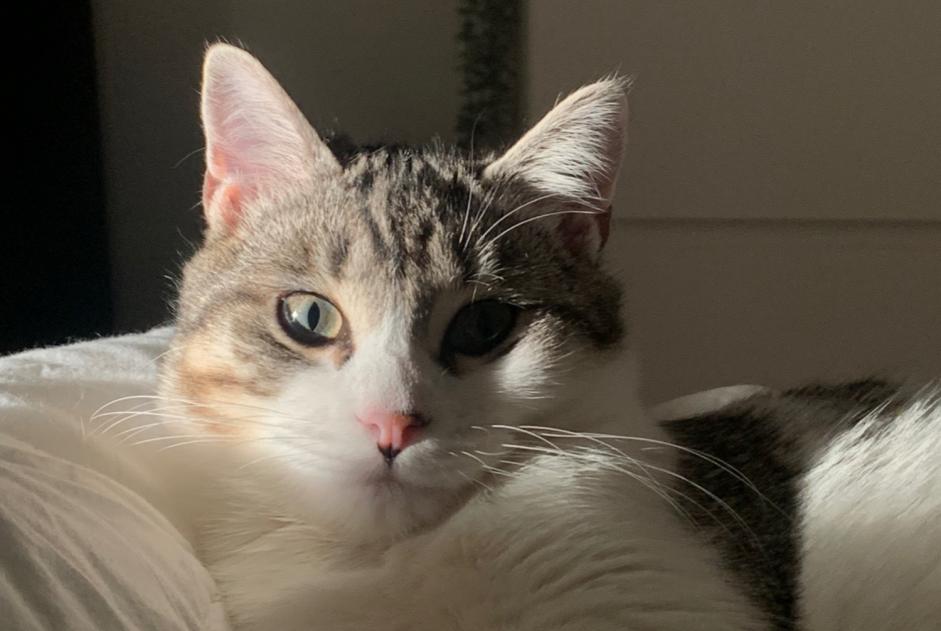 Vermisstmeldung Katze Weiblich , 2 jahre Parigné Frankreich