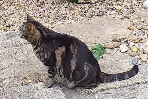 Vermisstmeldung Katze Weiblich , 11 jahre Pont-l'Abbé Frankreich