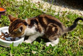 Fundmeldung Katze Unbekannt Thizy-les-Bourgs Frankreich