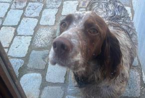 Vermisstmeldung Hund  Weiblich , 3 jahre Saint-Émilion Frankreich