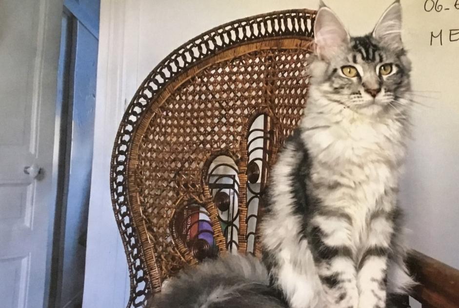 Vermisstmeldung Katze  Weiblich , 3 jahre Clermont-Ferrand Frankreich