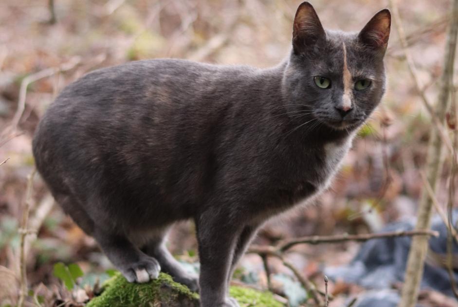 Vermisstmeldung Katze  Weiblich , 2 jahre Champétières Frankreich