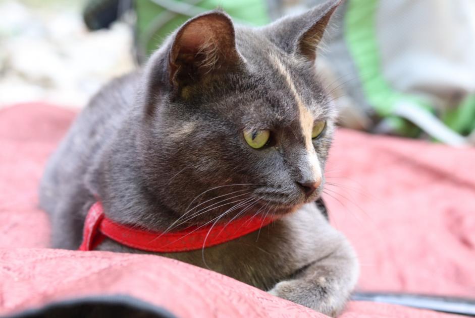 Vermisstmeldung Katze  Weiblich , 2 jahre Champétières Frankreich