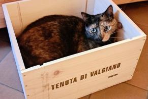Vermisstmeldung Katze  Weiblich , 4 jahre Lus-la-Croix-Haute Frankreich
