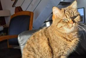 Vermisstmeldung Katze rassenmischung Weiblich , 6 jahre Treffiagat Frankreich