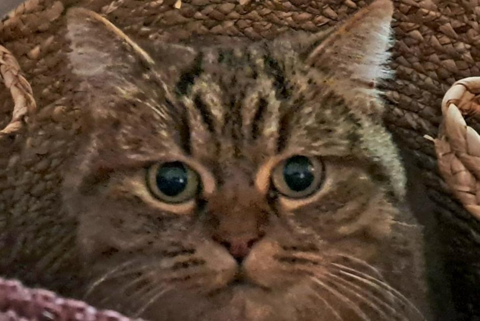 Vermisstmeldung Katze rassenmischung Weiblich , 6 jahre Treffiagat Frankreich