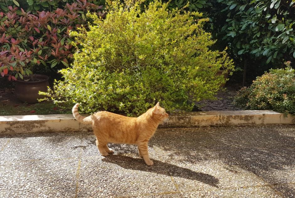 Vermisstmeldung Katze Männliche , 2 jahre Dardilly Frankreich