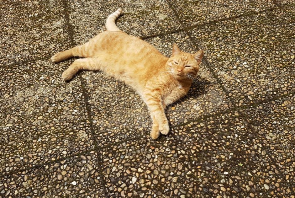 Vermisstmeldung Katze Männliche , 2 jahre Dardilly Frankreich