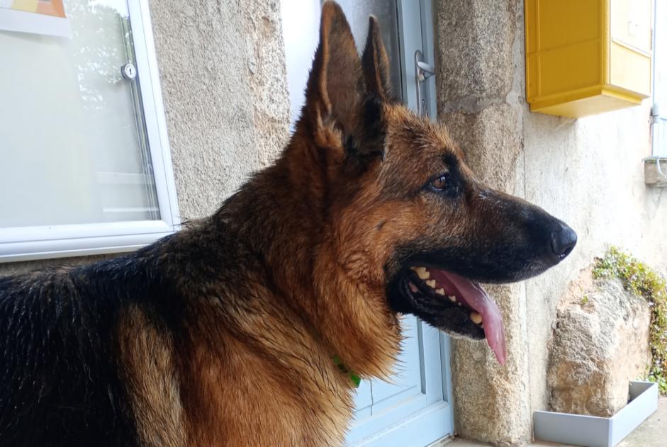 Fundmeldung Hund  Männliche Olmet Frankreich