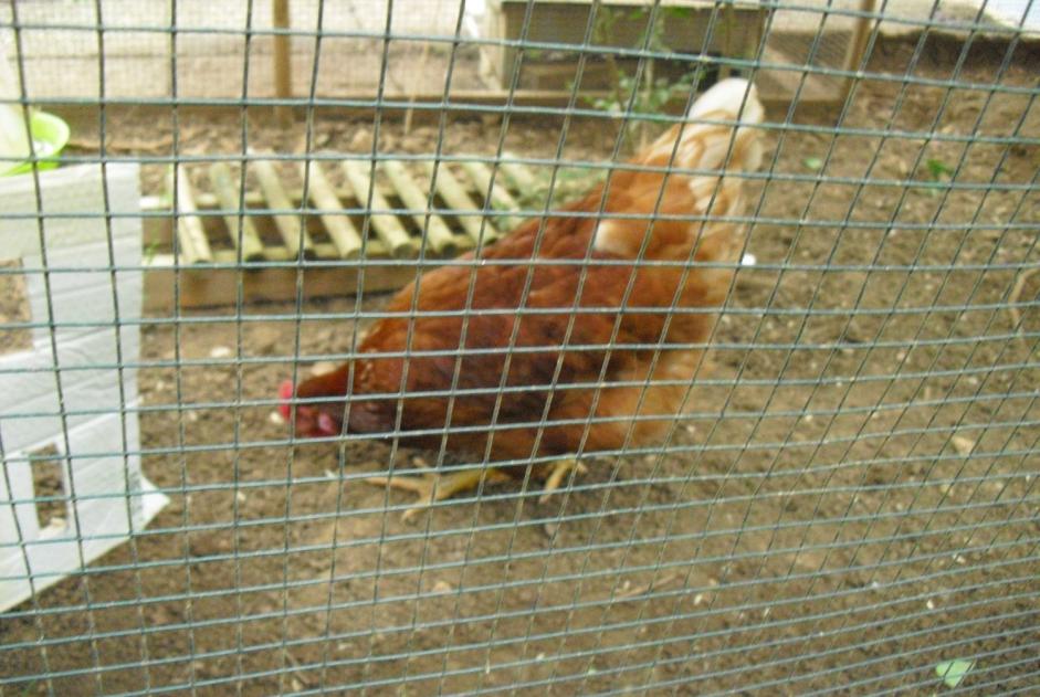 Fundmeldung Vogel Weiblich Fourbanne Frankreich