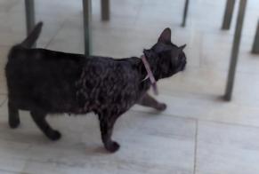 Fundmeldung Katze Weiblich Brignac Frankreich