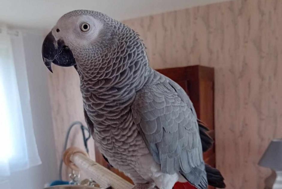 Vermisstmeldung Andere perroquet gris du Gabon Weiblich , 2024 jahre Cléden-Cap-Sizun Frankreich