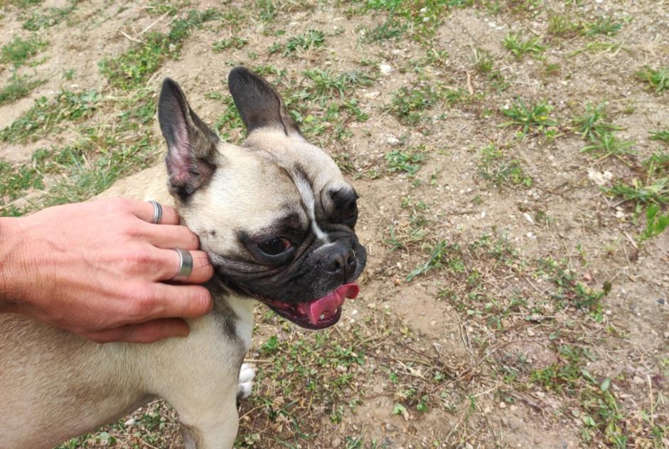 Fundmeldung Hund  Unbekannt Lussault-sur-Loire Frankreich