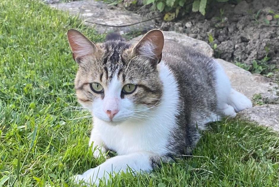 Fundmeldung Katze  Männliche Meslay-le-Vidame Frankreich