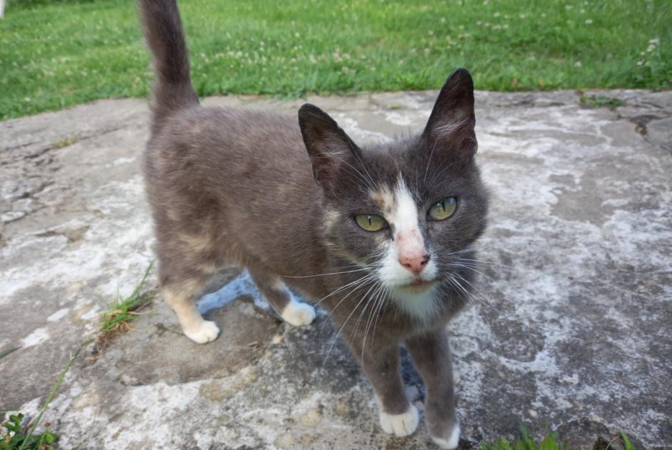 Fundmeldung Katze Weiblich , 2 Jahre Poyanne Frankreich