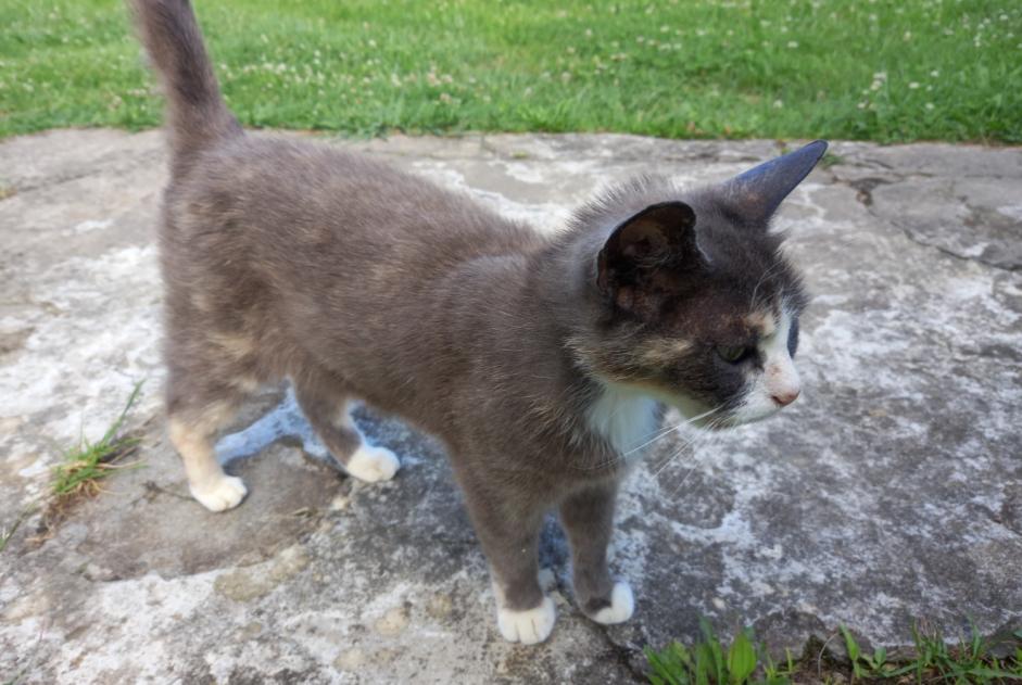 Fundmeldung Katze Weiblich , 2 Jahre Poyanne Frankreich