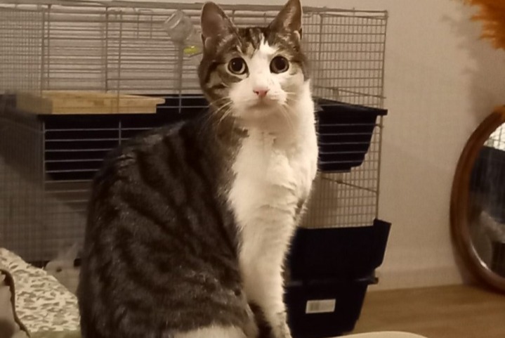 Vermisstmeldung Katze  Männliche , 16 jahre Annecy Frankreich