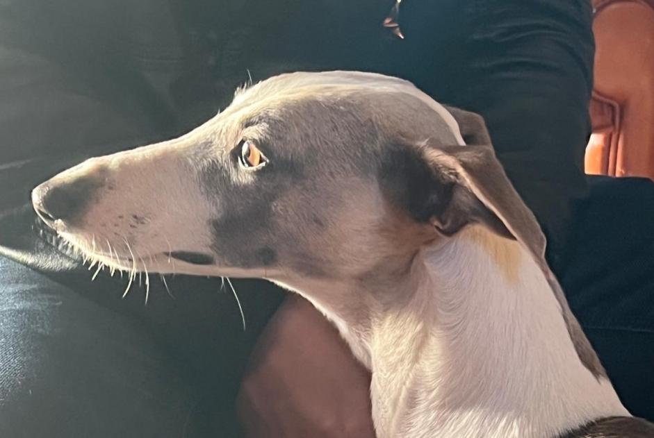 Vermisstmeldung Hund  Weiblich , 4 jahre Saint-Georges-des-Groseillers Frankreich