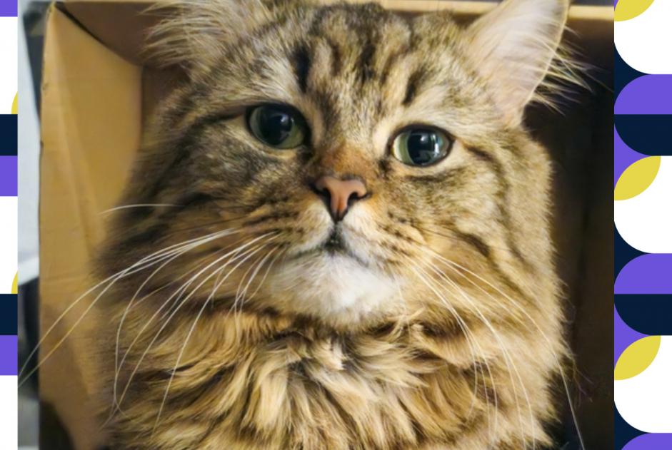 Vermisstmeldung Katze rassenmischung Männliche , 3 jahre Beaumesnil Frankreich