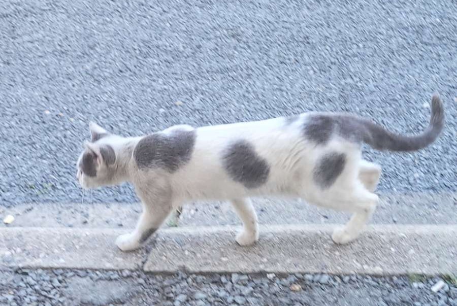 Fundmeldung Katze Weiblich , Zwischen 7 und 9 Monaten Périgueux Frankreich