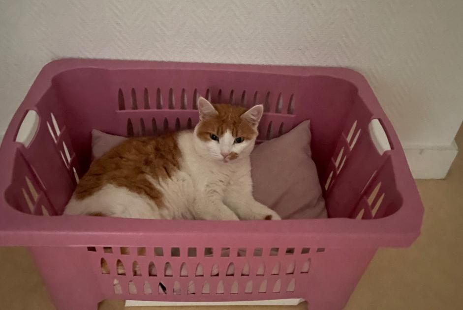 Vermisstmeldung Katze Weiblich , 7 jahre Vimines Frankreich