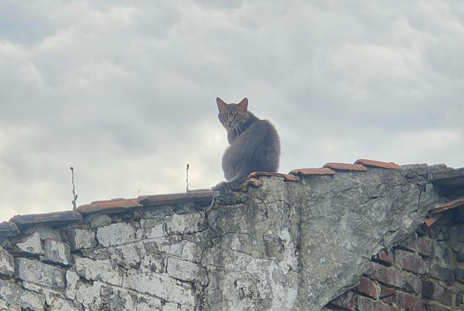 Vermisstmeldung Katze Weiblich , 2 jahre Ronchin Frankreich