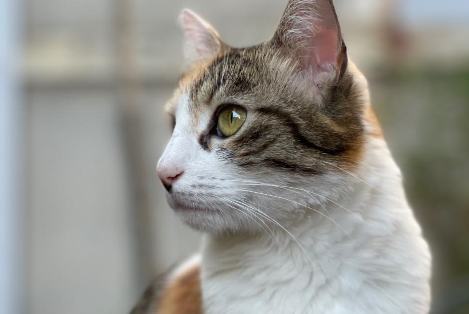Vermisstmeldung Katze  Weiblich , 8 jahre Orléans Frankreich